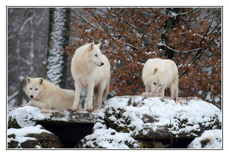 loup blanc